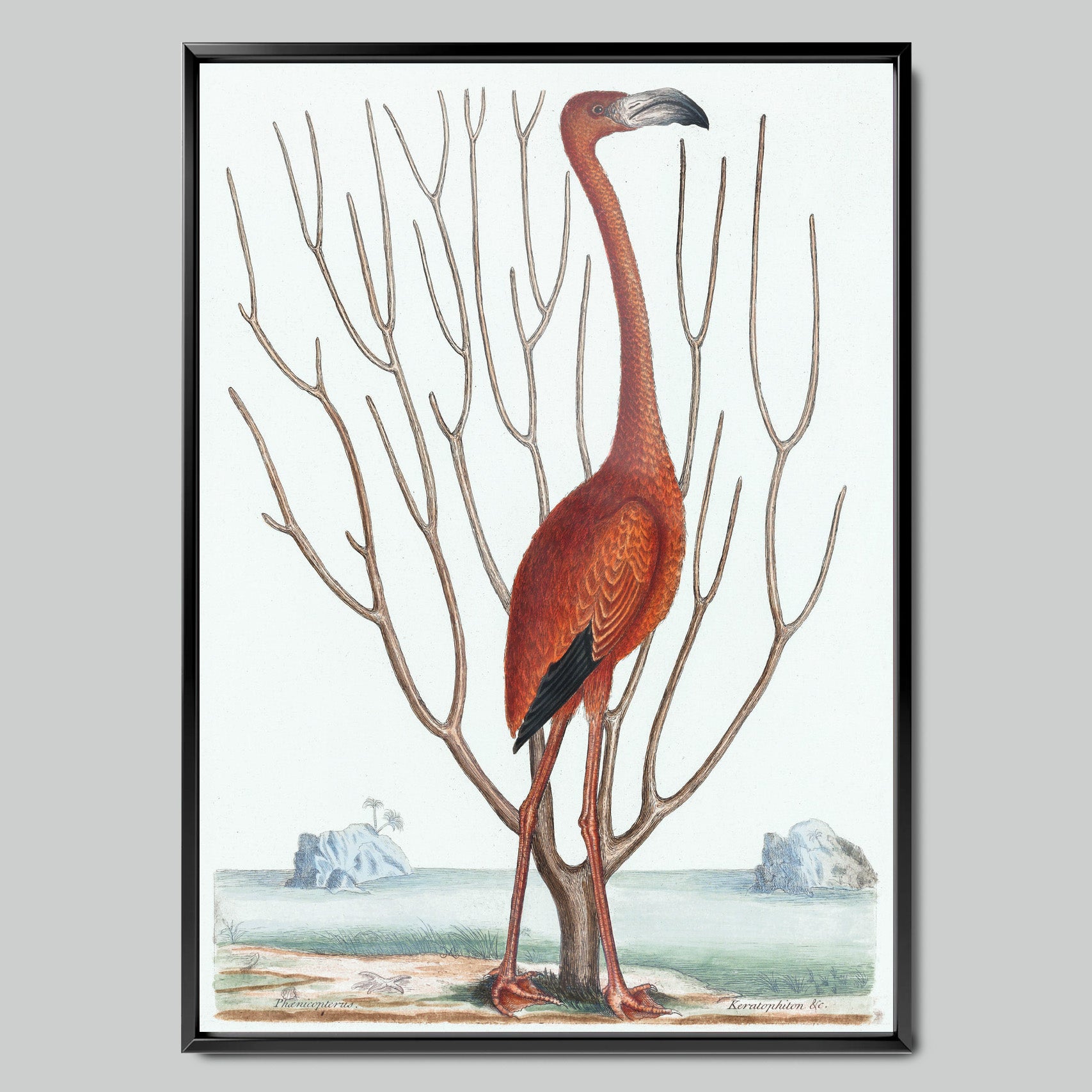 Flamingo Illustration