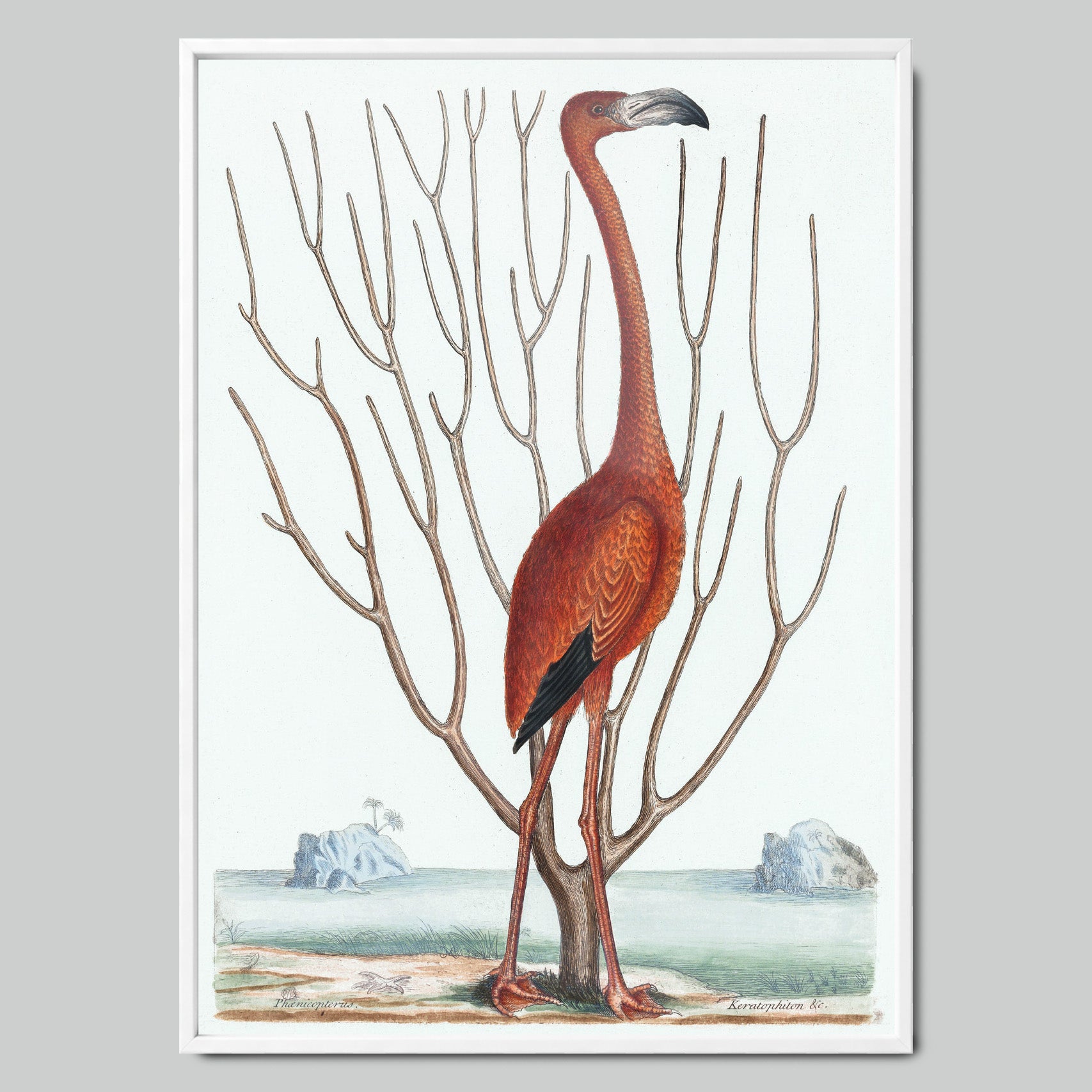 Flamingo Illustration