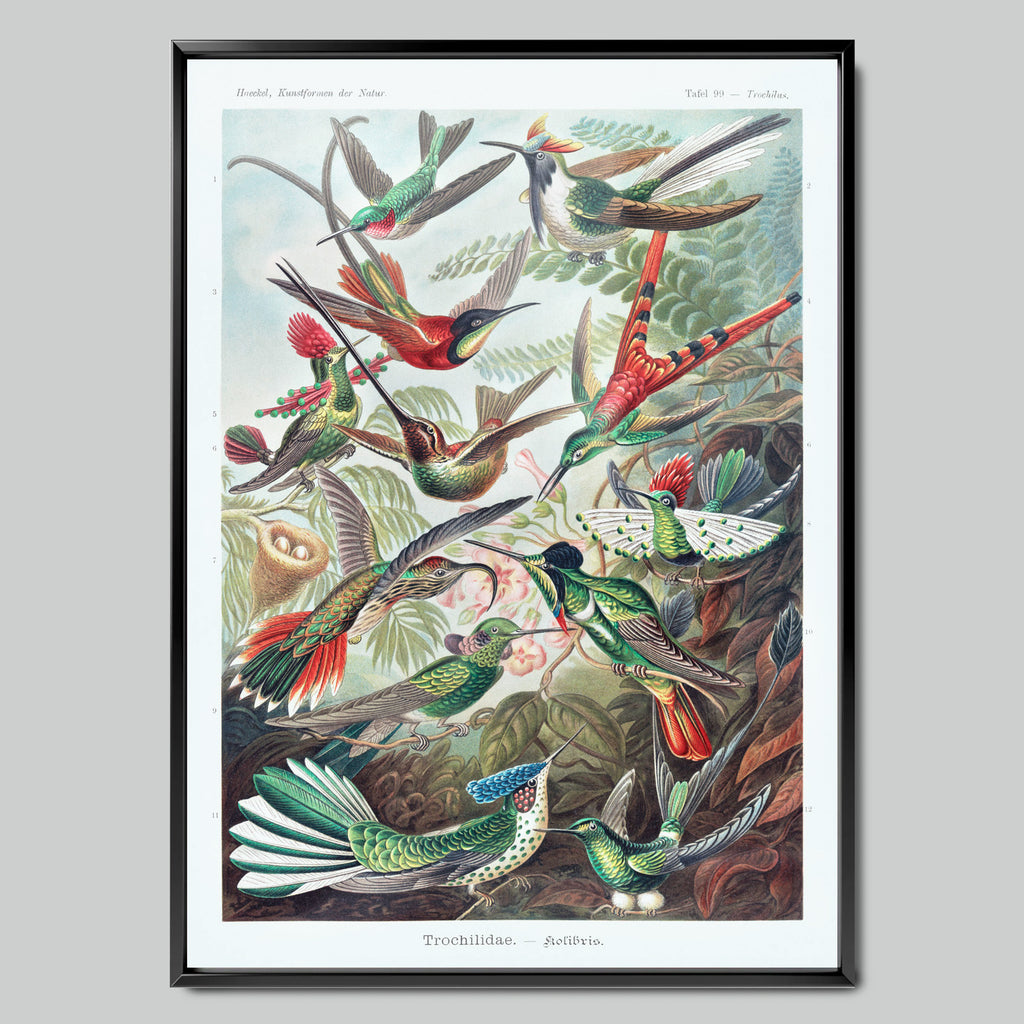 Birds of Paradise and Hummingbirds