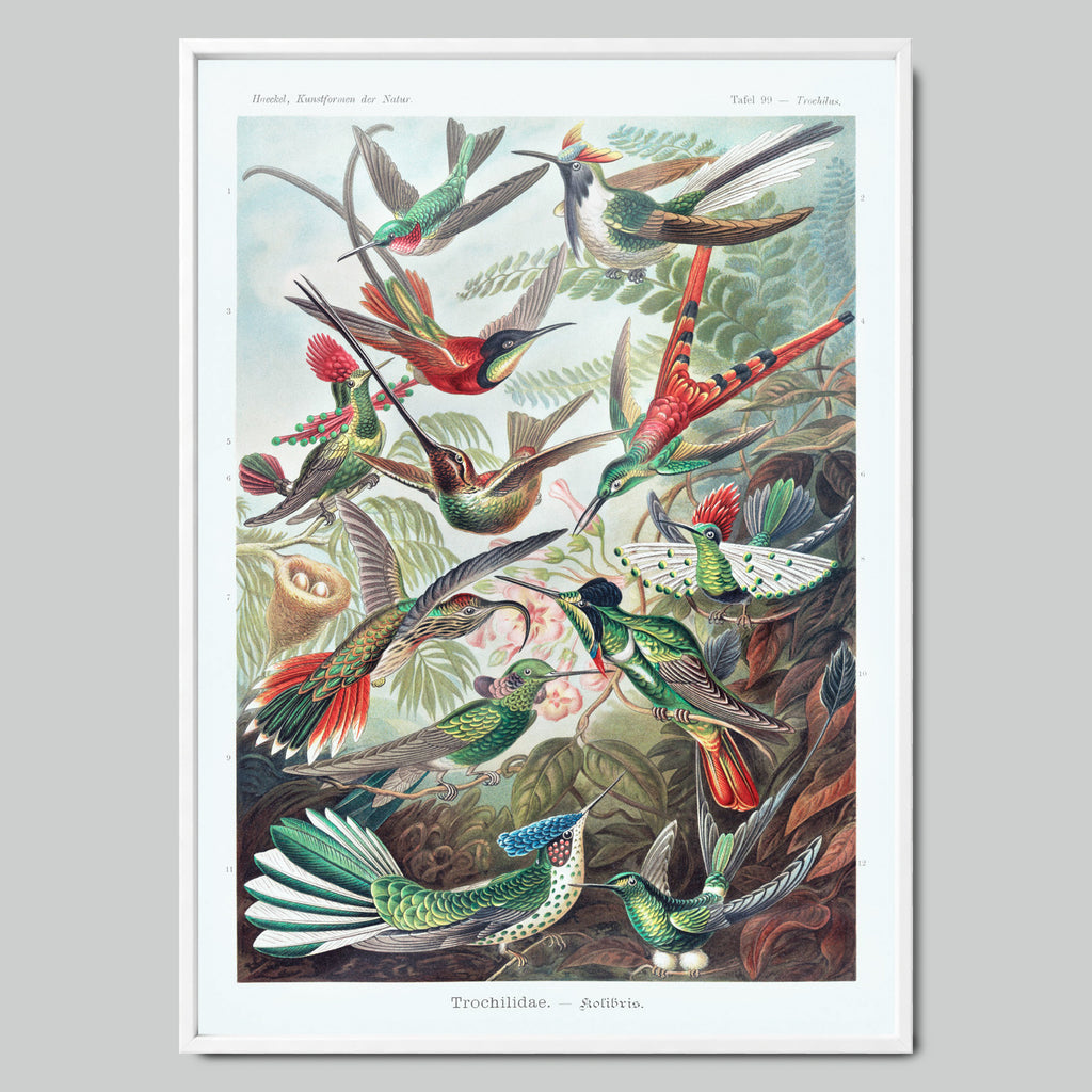 Birds of Paradise and Hummingbirds