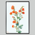 Bright Orange Poppies