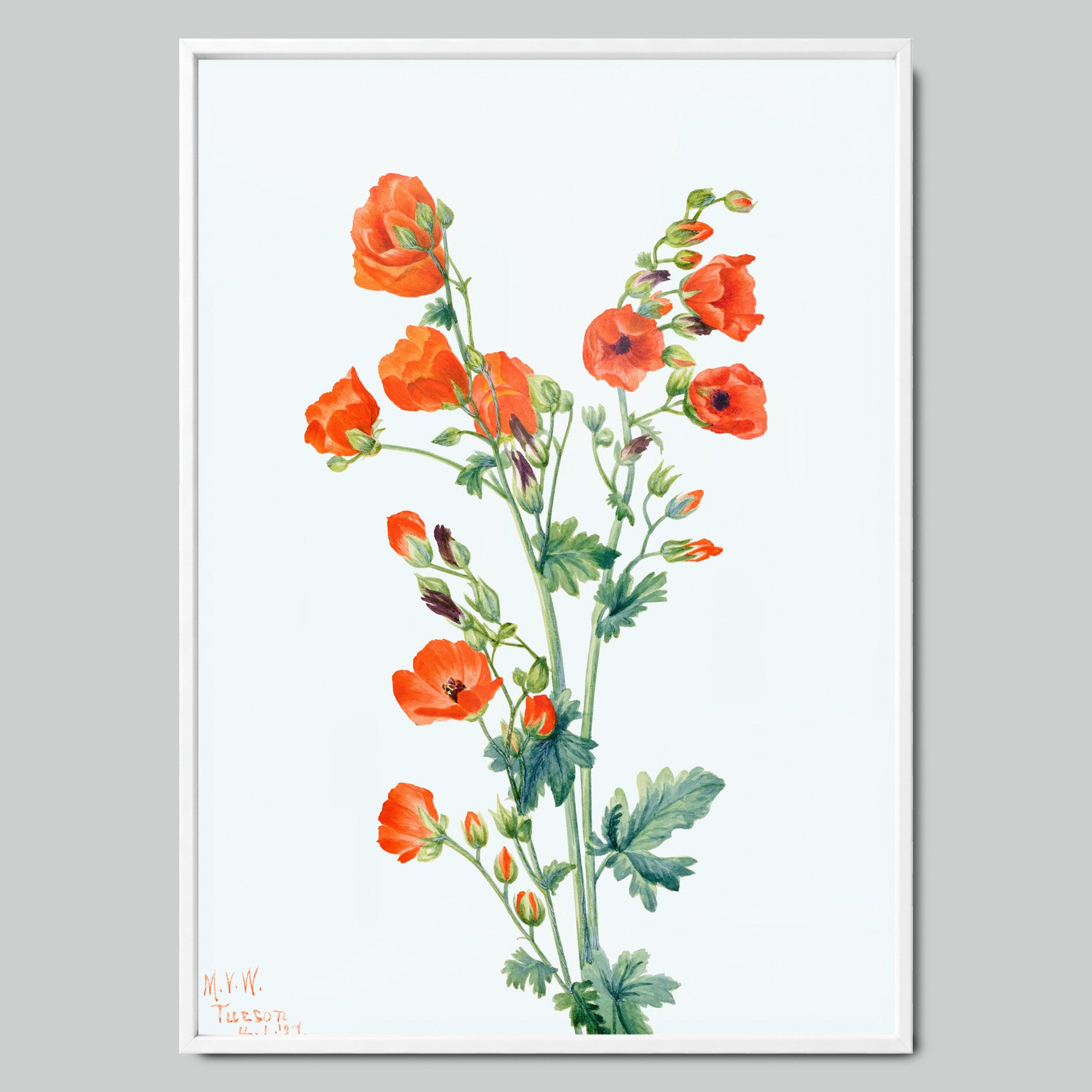 Bright Orange Poppies