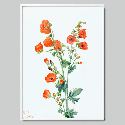 Bright Orange Poppies