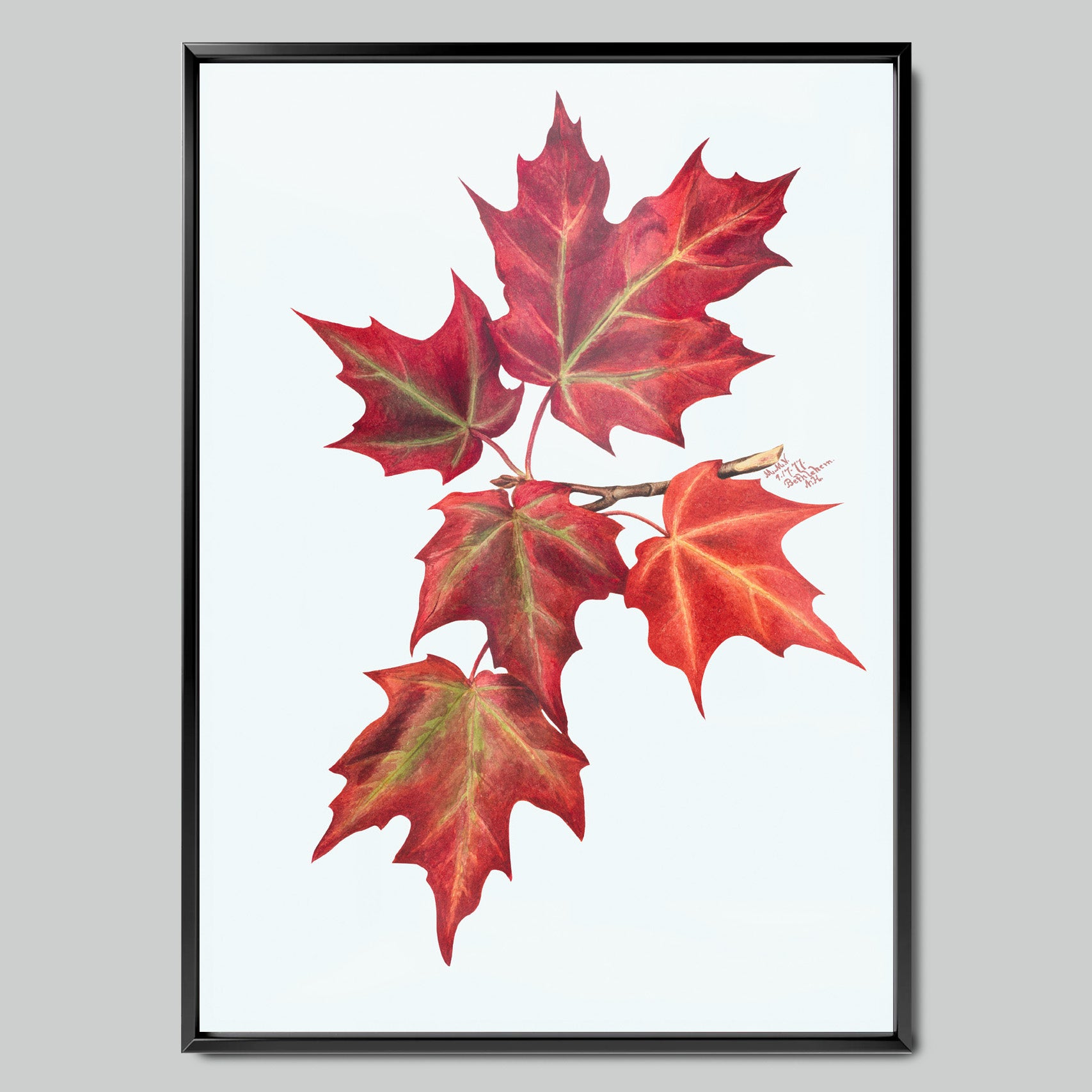 Autumn Maple Leaves