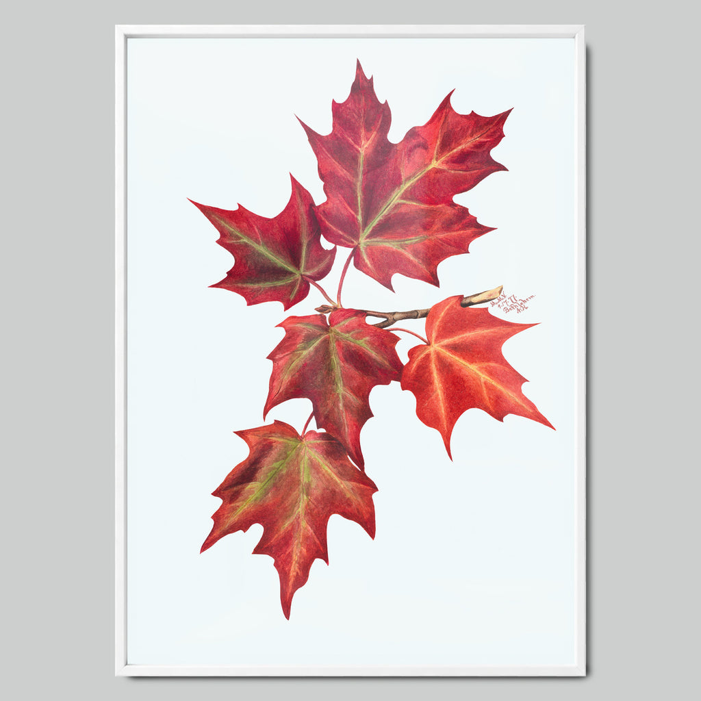Autumn Maple Leaves