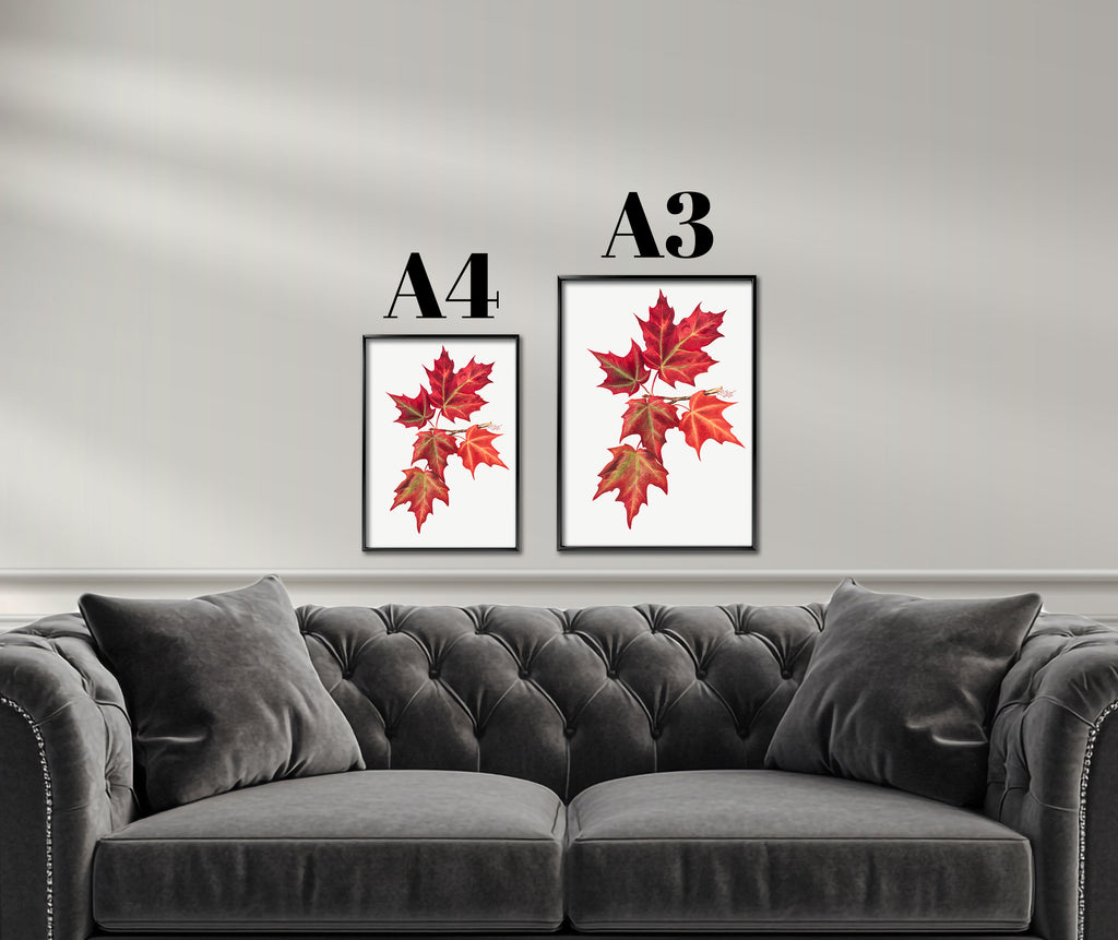 Autumn Maple Leaves