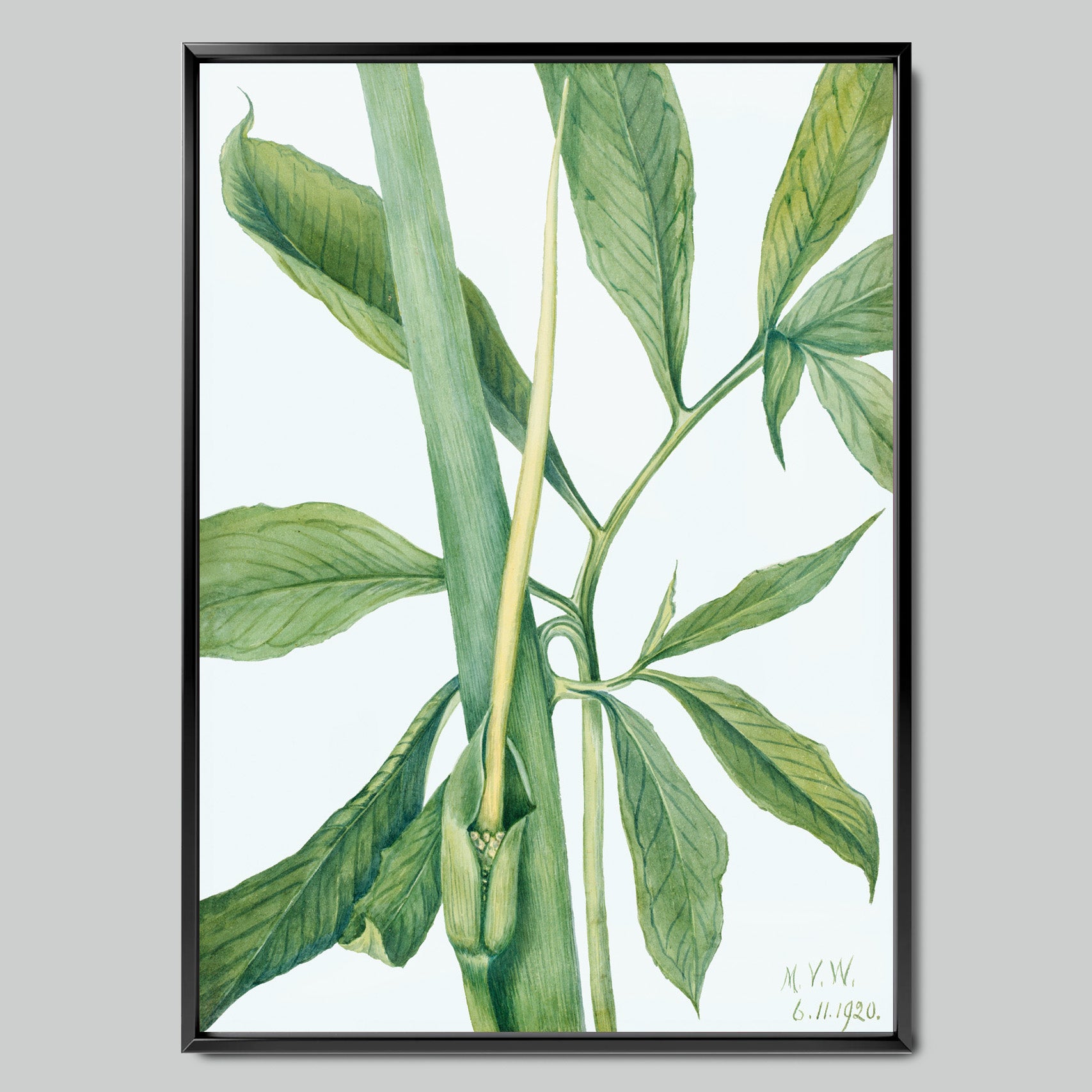 Botanical Sketch of Green Leaves