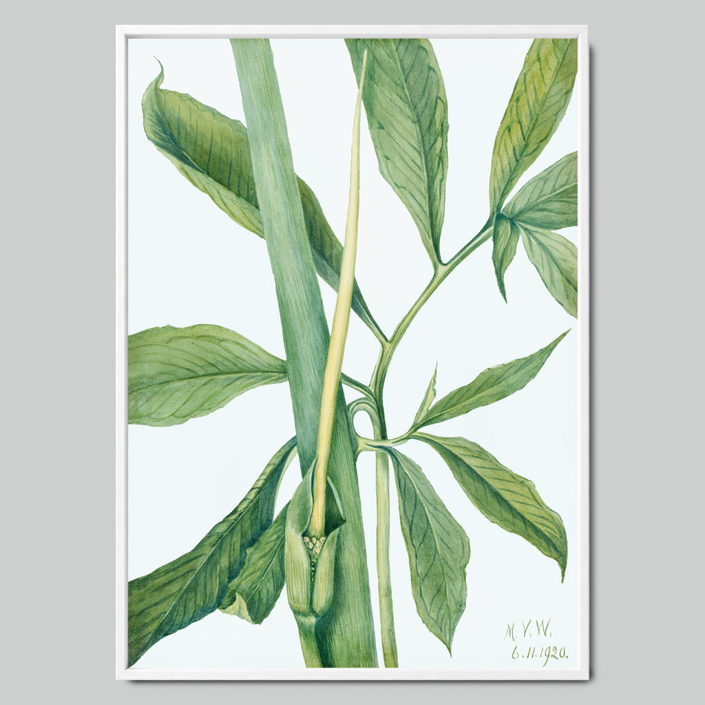 Botanical Sketch of Green Leaves