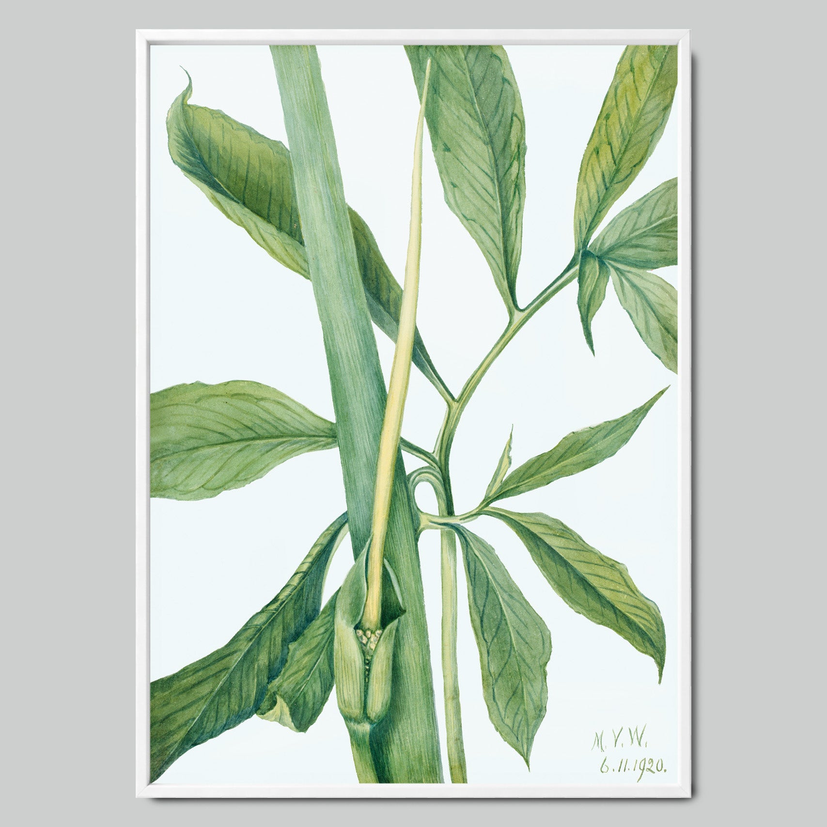 Botanical Sketch of Green Leaves