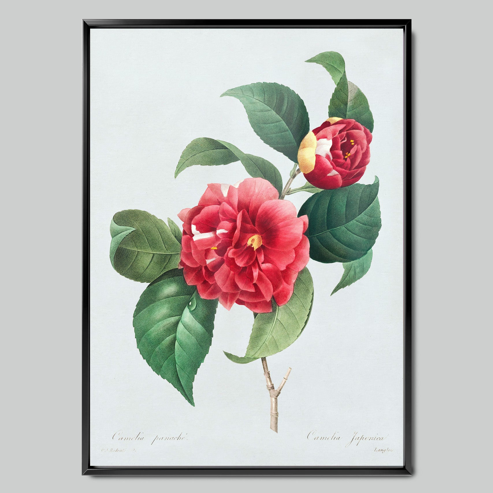 Blooming Camellia Branch