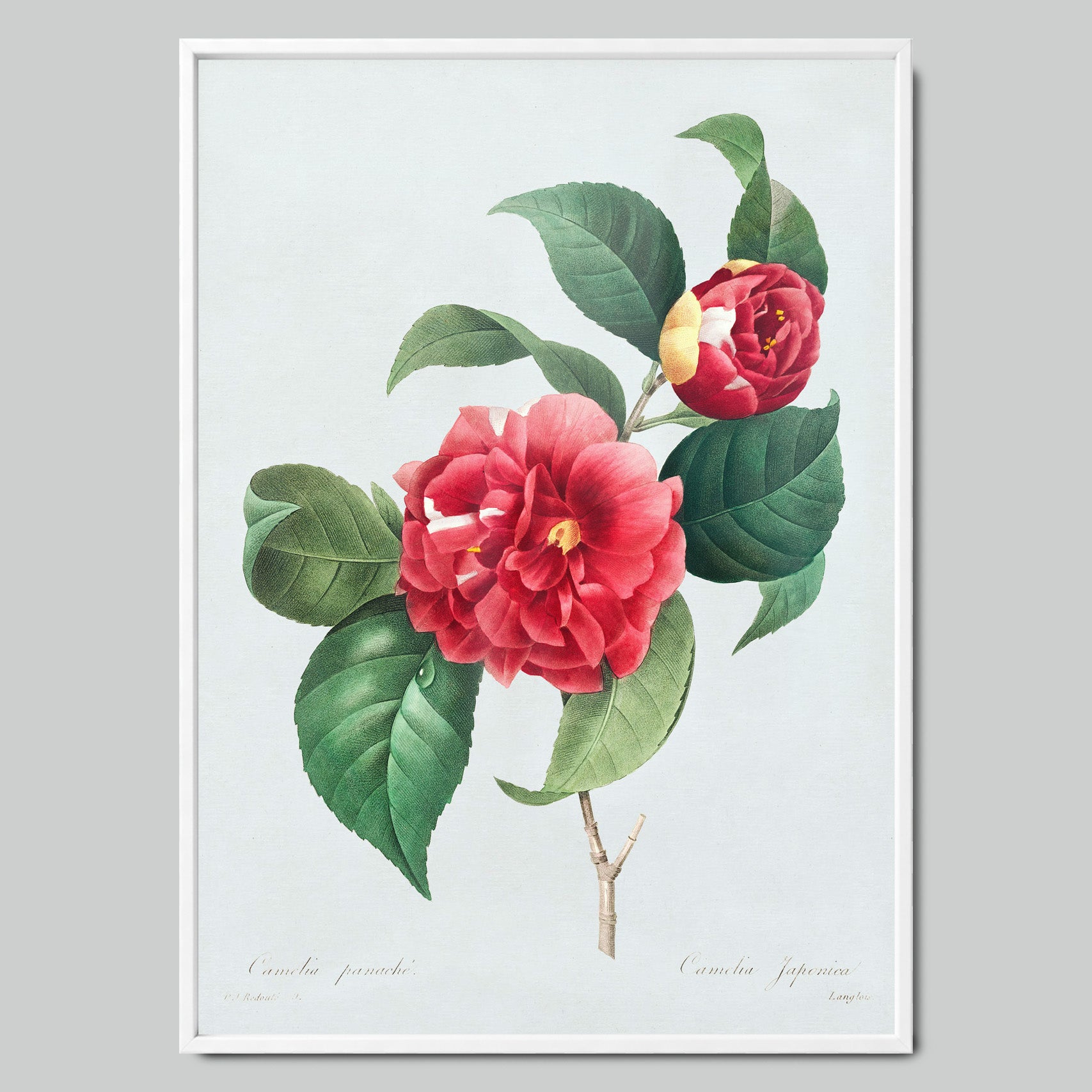 Blooming Camellia Branch
