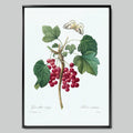 Wild Red Berries