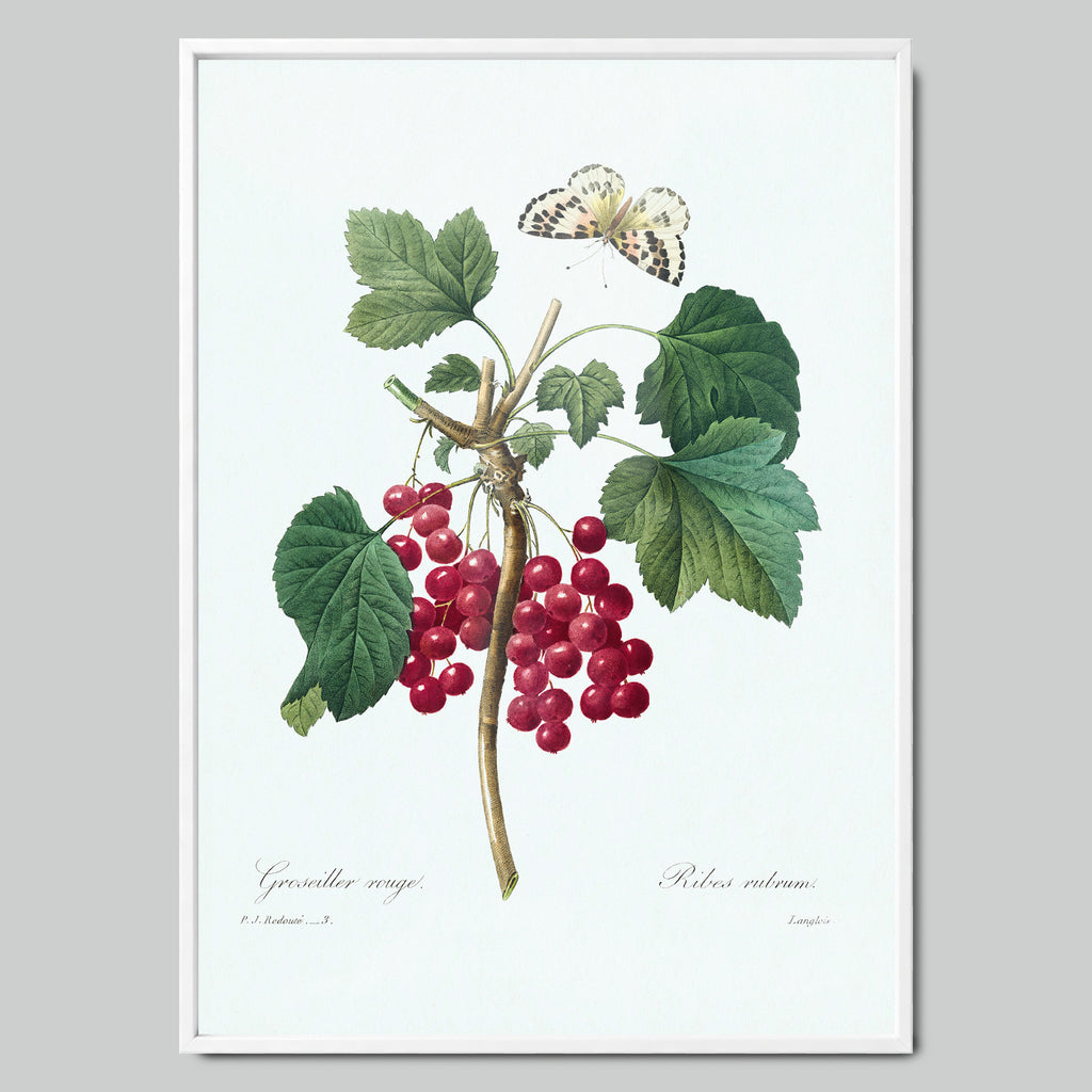 Wild Red Berries