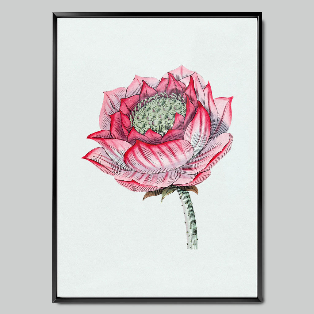 Pink Lotus in Detail