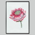 Pink Lotus in Detail