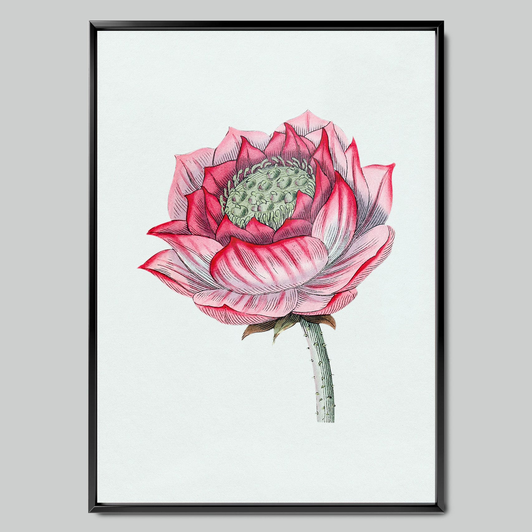 Pink Lotus in Detail