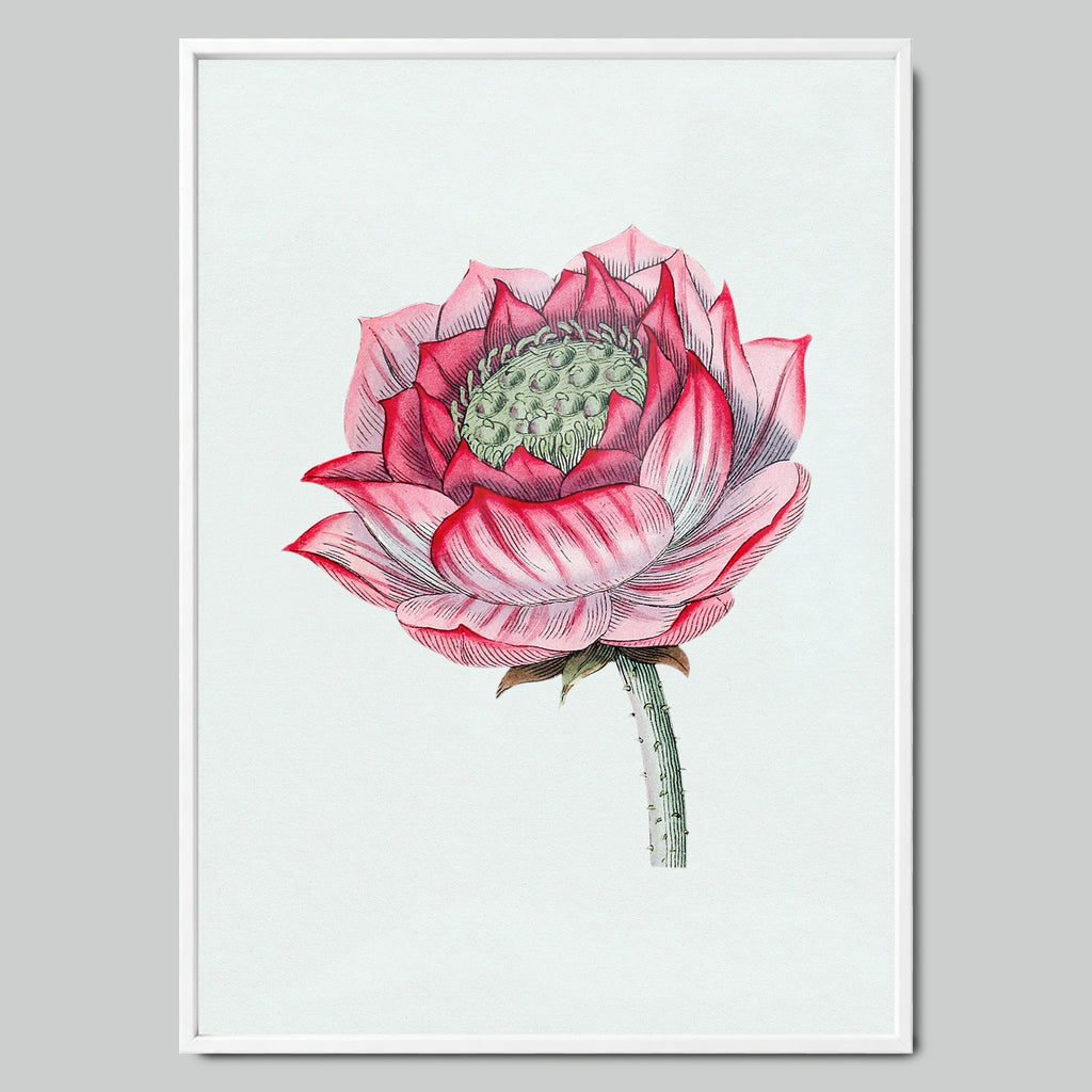 Pink Lotus in Detail