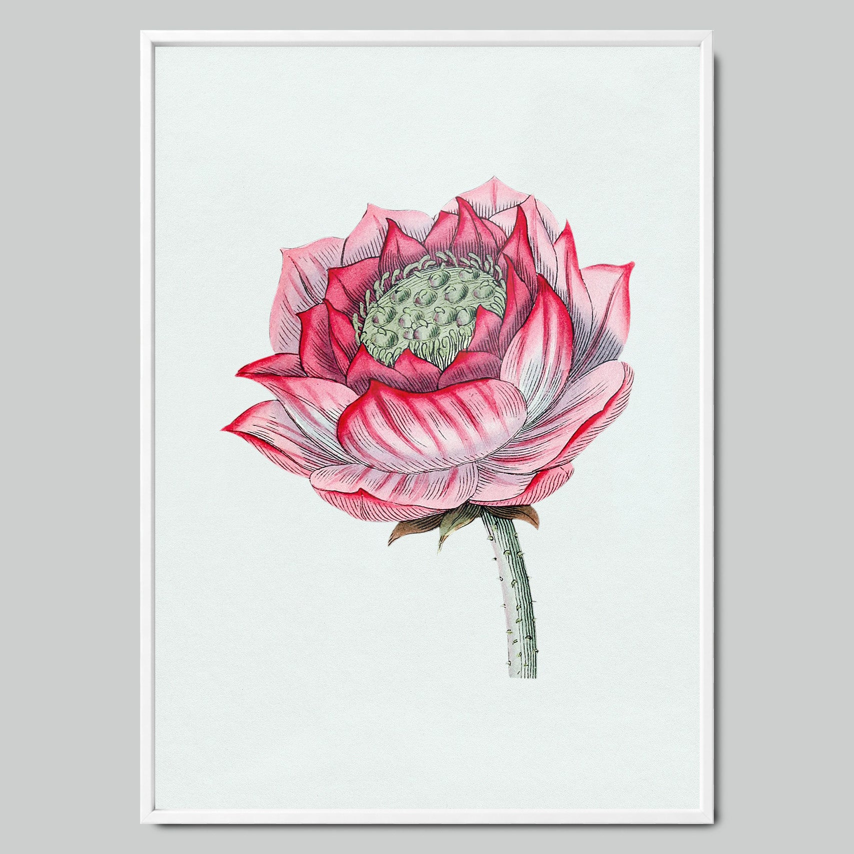Pink Lotus in Detail