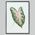 Tropical Caladium Leaf