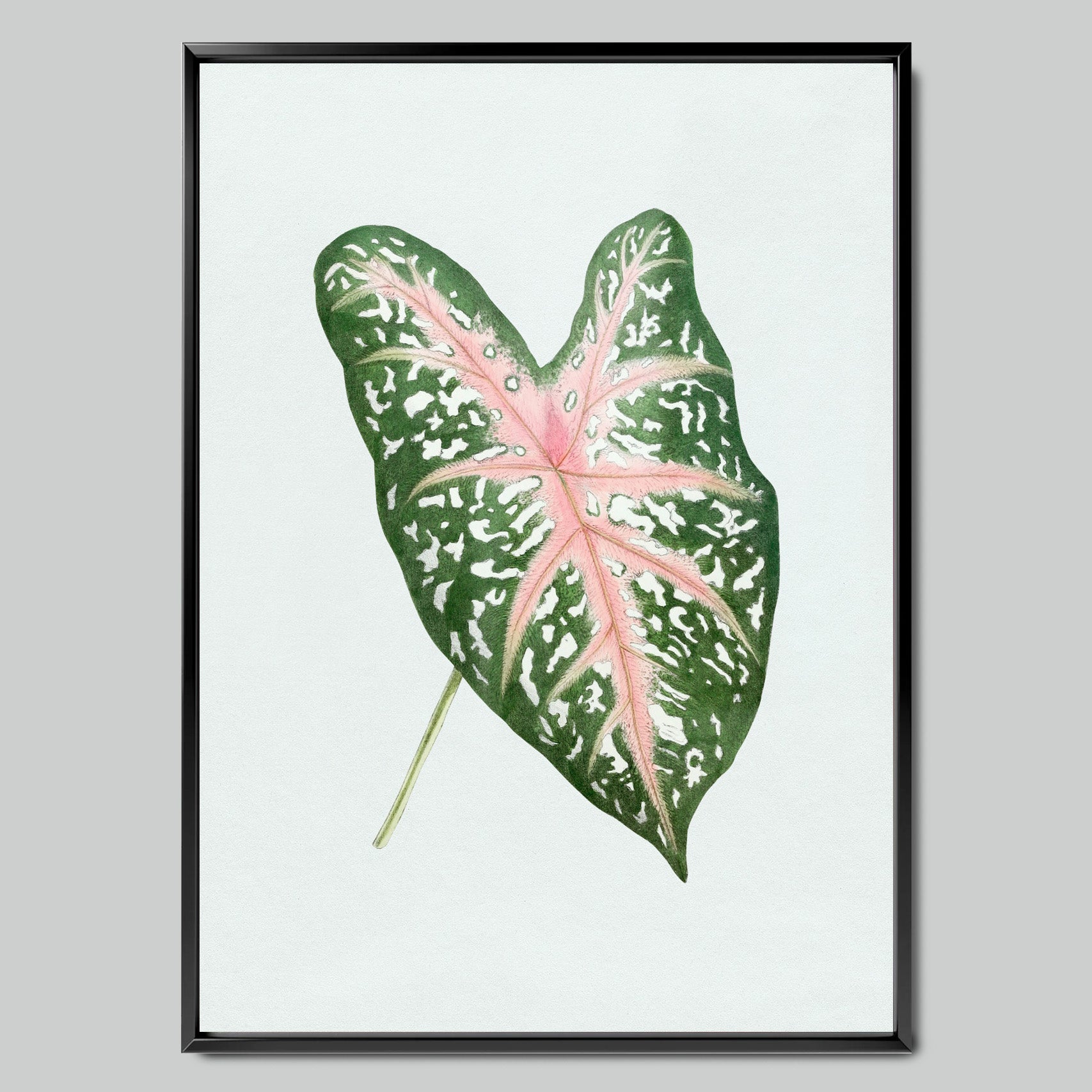 Tropical Caladium Leaf