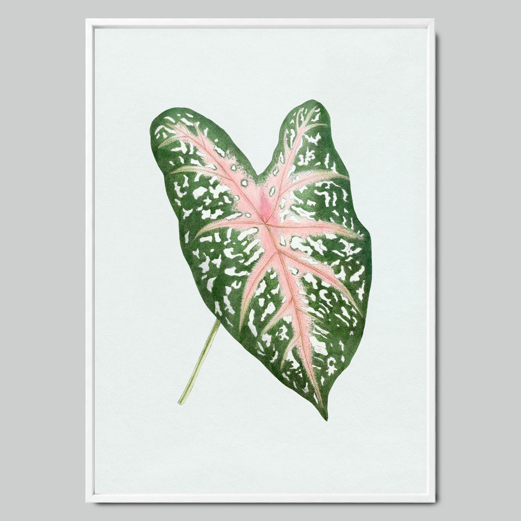 Tropical Caladium Leaf